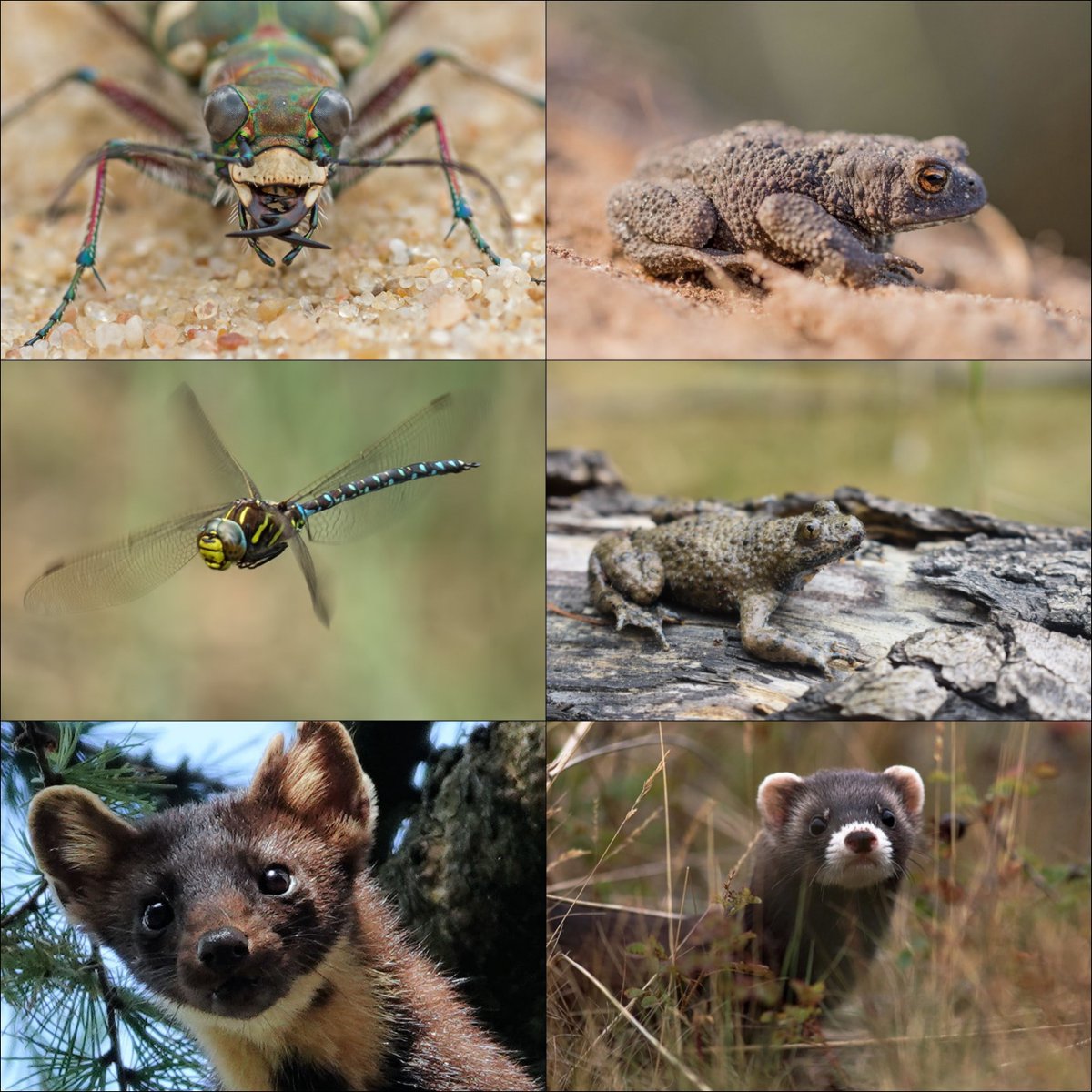 Great #photography of small &amp; larger wildlife living in The #Netherlands, posted at Dutch platform for flora &amp; fauna identification <a href="/waarneming/">Waarneming.nl</a> 
Thanks #contributors! 
#outdoor #nature <a href="/observado/">Observation.org</a>