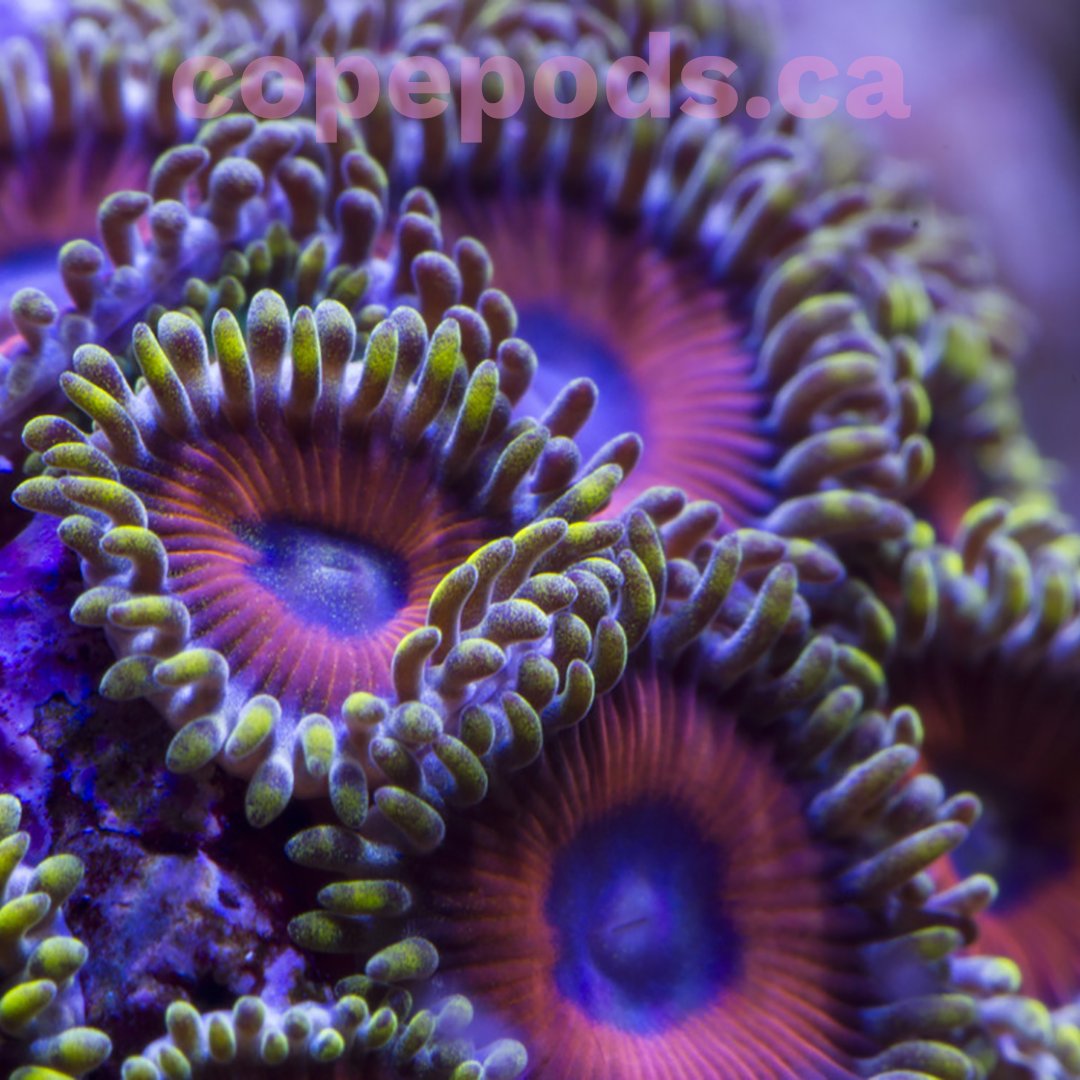 Treat your reef to live copepods, rotifers and concentrated bloom-free phytoplankton
#Copepods #Rotifers #Phytoplankton #ReefLove