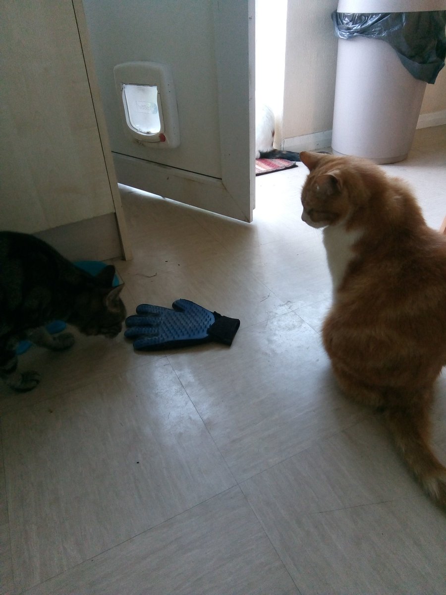 myqueueingcat's tweet image. My queueing cat and his friend are trying to work out how to put a glove on when they don&apos;t, in fact, have opposable thumbs.
