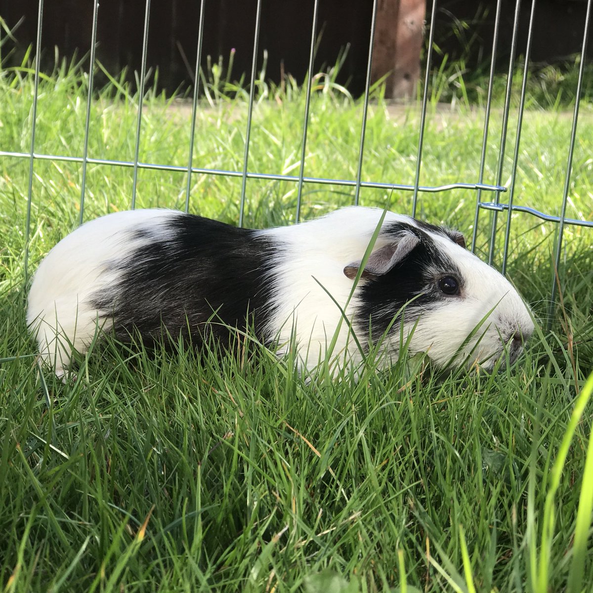 HedonPrimarySch's tweet image. Here’s your first look at our #newclassmates! The yet to be named #guineapigs are settling in with Miss Baker and will be joining Year 5&amp;amp;6. Our first job is to name them, get your thinking caps on! #classpets #learning #animaleducation