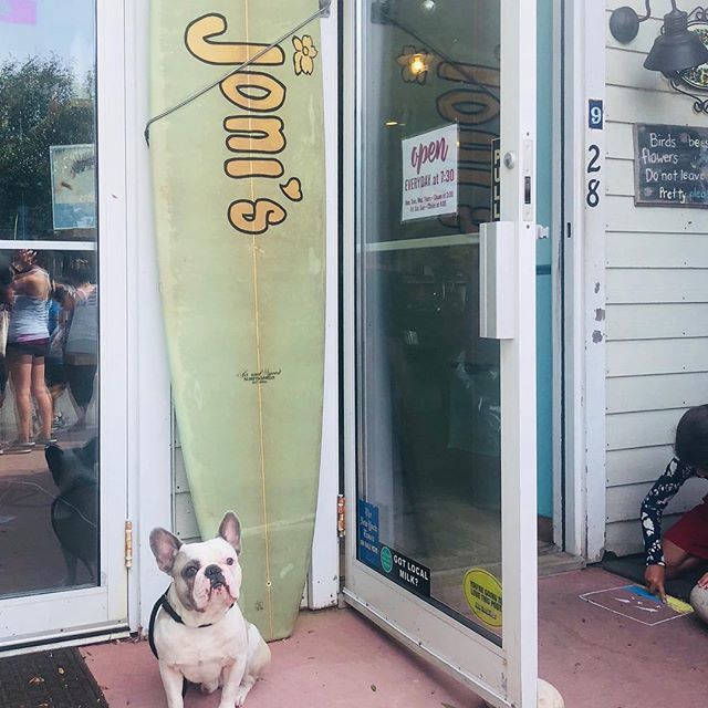 DrCindyBressler's tweet photo. My incredible patient #Bugsy @frenchieinabasket stays healthy in #Montauk by eating at the best beachside cafe @jonismontauk Go there this Labor Day Weekend #frenchiesofinstagram #frenchbulldog #cutedogs #healthypets #jonismtk #jonis #mtk #montauk #besthamptonsrestaurant #mo… https://t.co/k9CKdLt7S5