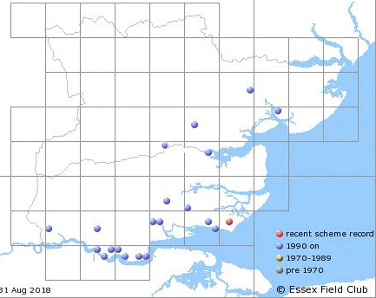 Essex Field Club Twitter