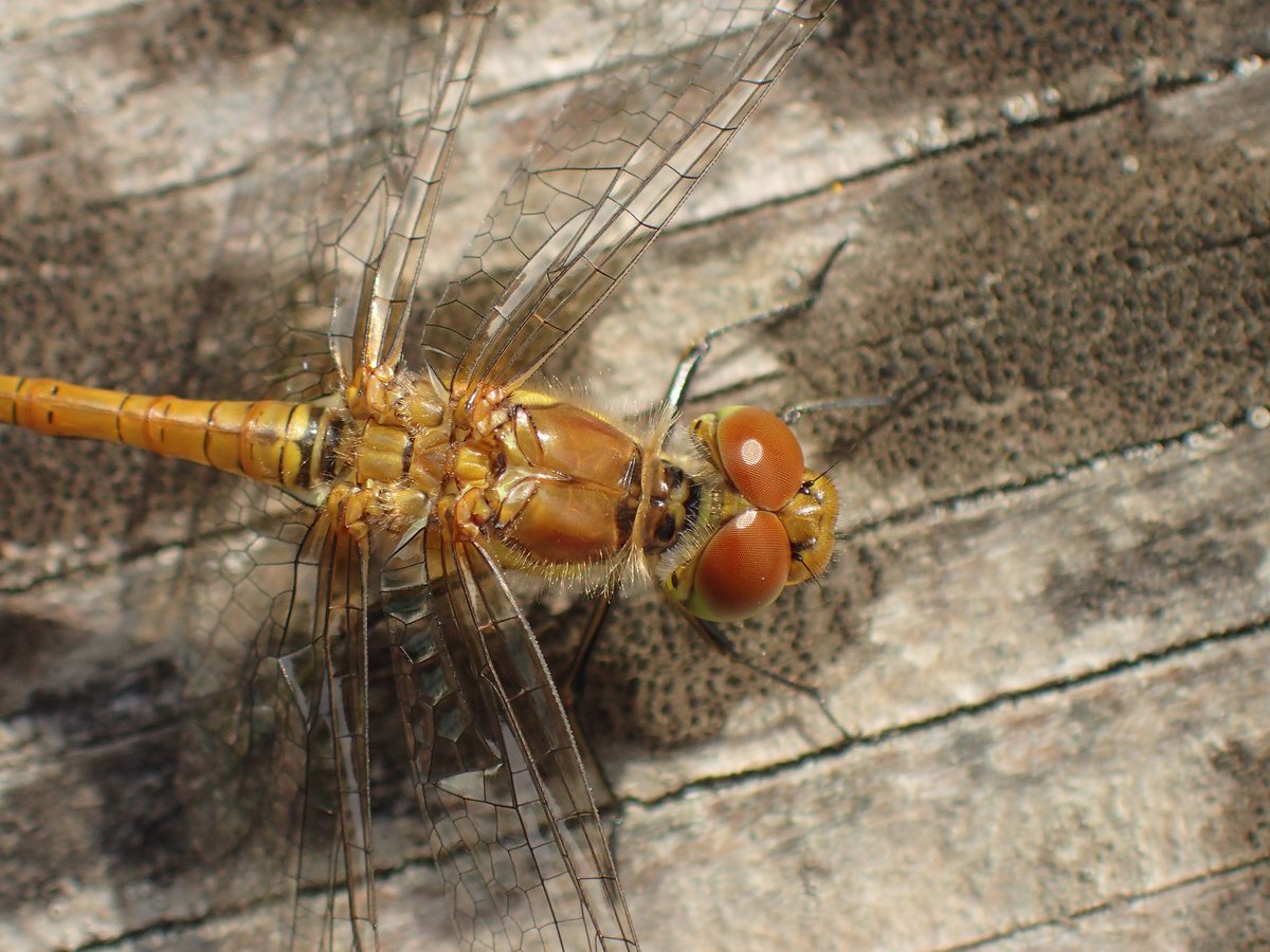 joe_beale's tweet photo. Lovely walk around @Creekside_Trust yesterday. Highlights: wonderful Bird's Nest fungi, Marsh Sow-thistle, Sea Aster plus encounters with Common Darter (teneral pictured) and lichens. Wonderful diversity of wildflowers here. @FIMAC10 @Plot57b @AmblingMan @iGiGL @fungi_flowers https://t.co/SiosvizVFt