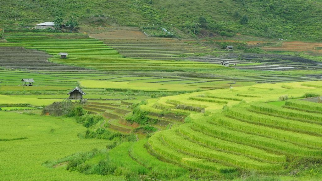 Rues d'Asie (@ruesdasie) on Twitter photo #PHOTOGRAPHIE 📷
C'est vendredi et quoi de mieux pour terminer la semaine qu'une balade dans les champs de riz de Mu Cang Chai?
On se détend et on profite du grand air! 😊
#Vietnam #Campagne #Zen #Weekend
<a href="/eresusnature/">Eresus-nature</a> @IcietLaNature <a href="/portraitpaysage/">Portrait ou Paysage</a> <a href="/J_Naturalistes/">Les Joyeuxes Naturalistes</a> #PHOTOGRAPHIE 📷
C'est vendredi et quoi de mieux pour terminer la semaine qu'une balade dans les champs de riz de Mu Cang Chai?
On se détend et on profite du grand air! 😊
#Vietnam #Campagne #Zen #Weekend
<a href="/eresusnature/">Eresus-nature</a> @IcietLaNature <a href="/portraitpaysage/">Portrait ou Paysage</a> <a href="/J_Naturalistes/">Les Joyeuxes Naturalistes</a>