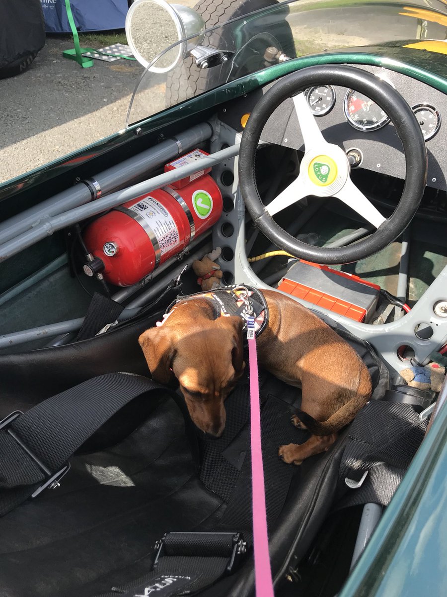 clemserrell's tweet photo. My mum had some great help taking the car to Prescott today @Rosie545  @RobMacShots #puppysitting #pitteam https://t.co/66RcHOcbsM