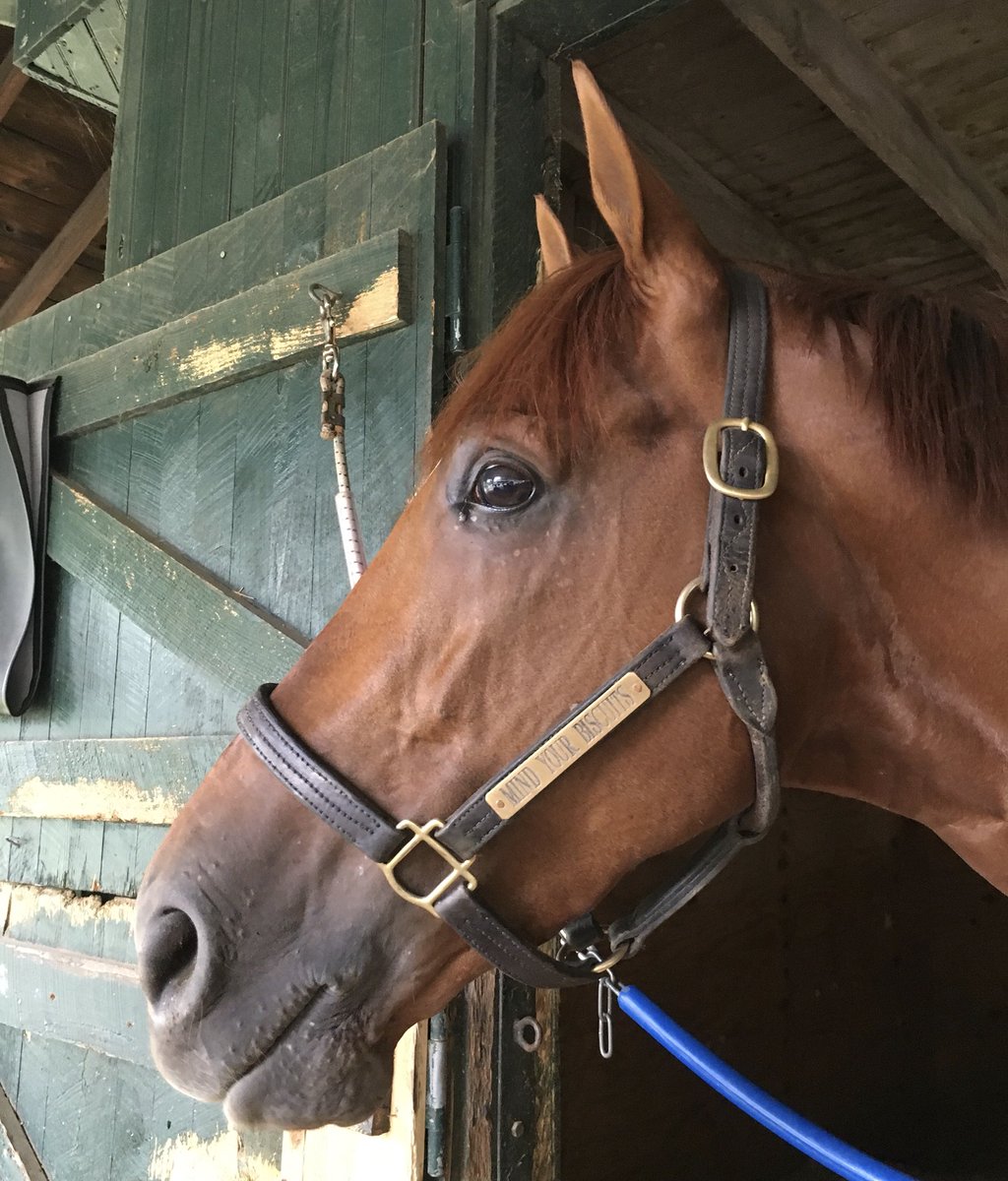 MIND YOUR BISCUITS had a beautiful 5F breeze this morning in 1:00:01 😁 all smiles at #campsummers #richestnybred #mindyourbiscuits #saratoga