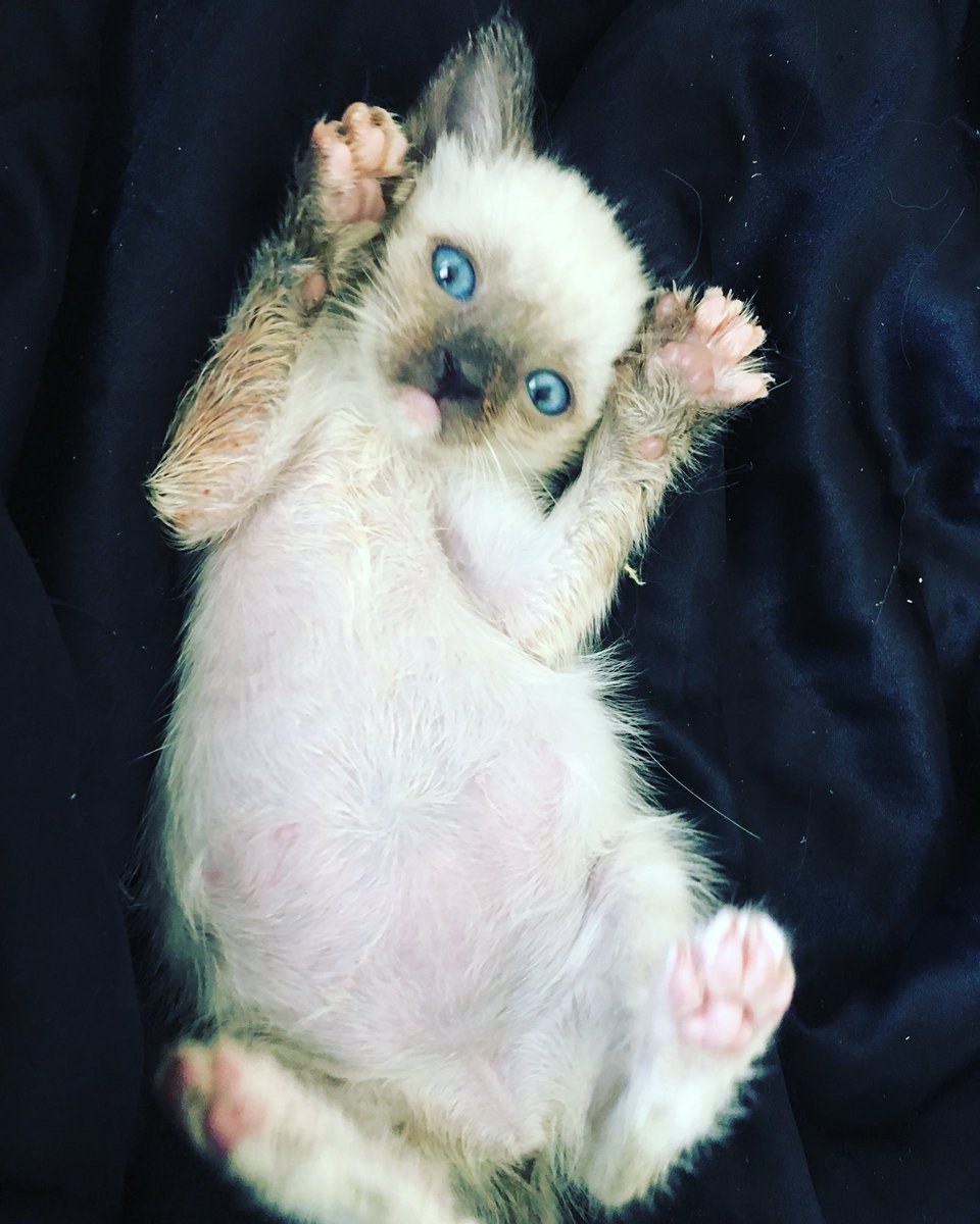 Mixiofficial's tweet image. Last day to help raise $ of these tiny little beans! 100% profits from #FilthyAnimal go straight to @KittenRescue till midnight! 
Filthyanimalclothingcompany.com