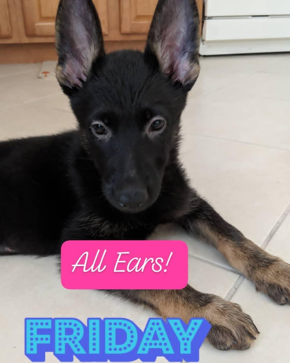 FlipFlopAgent's tweet photo. My Maya! Love her! My new best friend Maya! Puppy Love! Did you know Florida is very pet friendly? In fact most community welcome them with open arms!  #flipflopagent #puppylove #maya #germanshepherd #mypuppy #peyfriendly #swfl #earsup #friday #labordayweekend https://t.co/Nl00PlFBu6