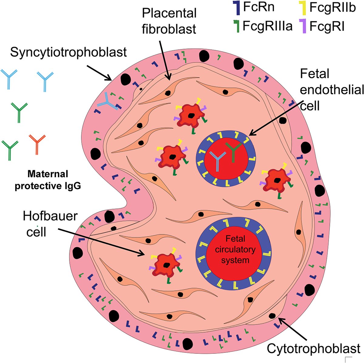 PLOSPathogens's tweet photo. New #PathPearl from Sallie R. Permar and colleagues: Noncanonical placental Fc receptors: What is their role in modulating transplacental transfer of maternal IgG? https://t.co/G1ZT5Gf854 https://t.co/47czRDFizI