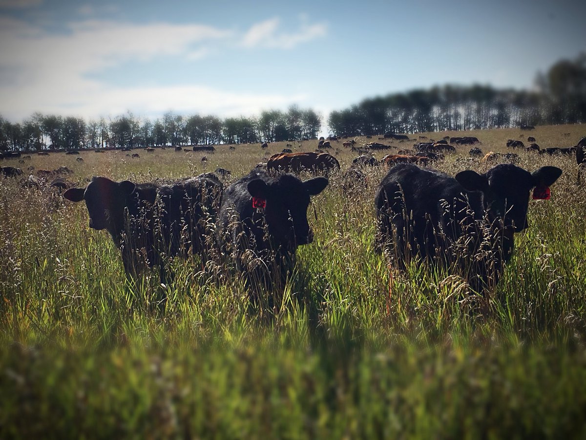 chuiko2's tweet photo. Just love these fall days ❤️My absolute favourite time of the yr. Also nice that the cows moved great & are content and the fencer is working. #itsthelittlethings #ranchlife #AgMoreThanEver #growingbeef #graze18 #curiouscalves #curiousheifer #goodmorning https://t.co/0q21VbSKdw