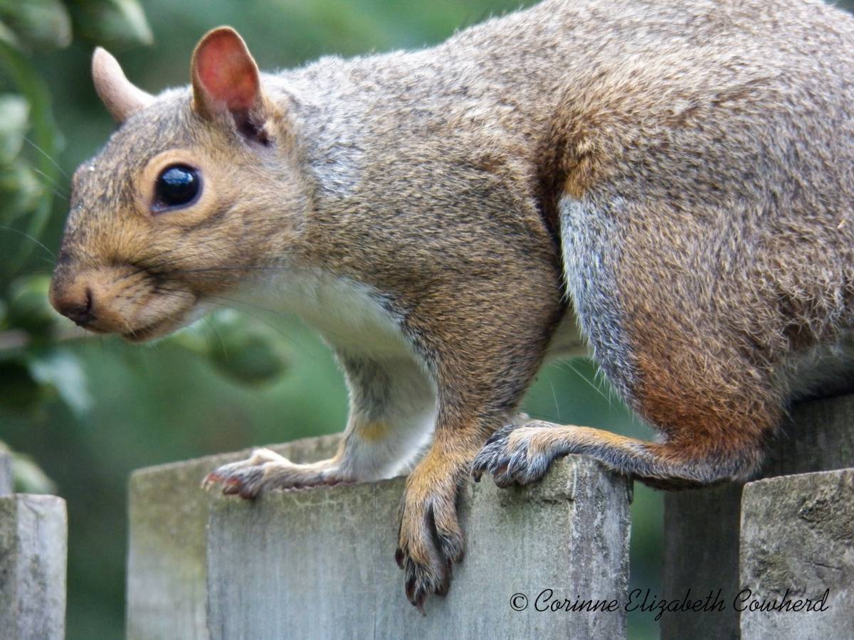 corinnephotos's tweet photo. New baby chipmunk in the backyard along with a grey squirrel that really, really wanted the peanuts that were under the feeder near me.
*
#corinnephotographsandprints #chipmunk #babychipmunk #squirrel #greysquirrel #chipmunkstripes #chipmunkcheeks #squirrely #rodent #peanuts https://t.co/Fd5e6czOIb