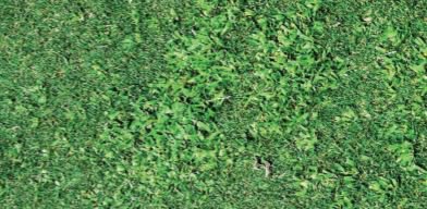 As you plan for preemergence applications this fall, keep #Specticle in mind. When #weeds don't grow, your business can. ow.ly/Qbib30lzPfQ