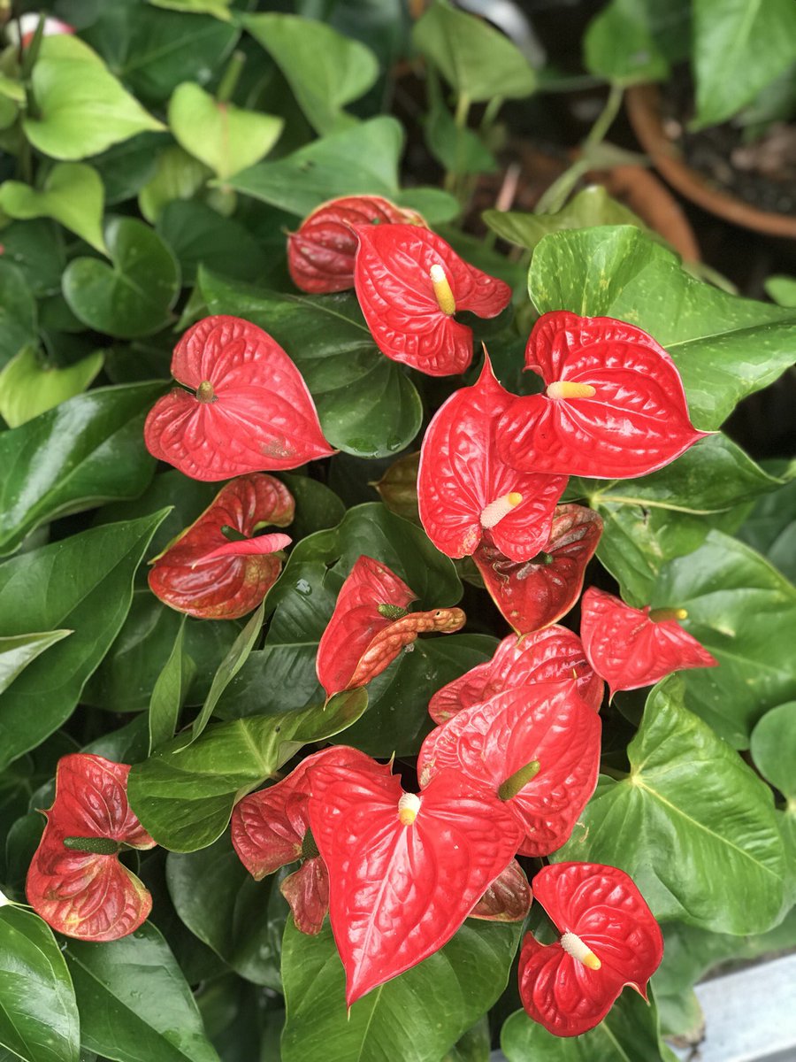 TomThant's tweet photo. The red anthuriums from my tropical garden ,becoming nice specimen sized plants , gorgeous hah ? https://t.co/ywPEzWN81R