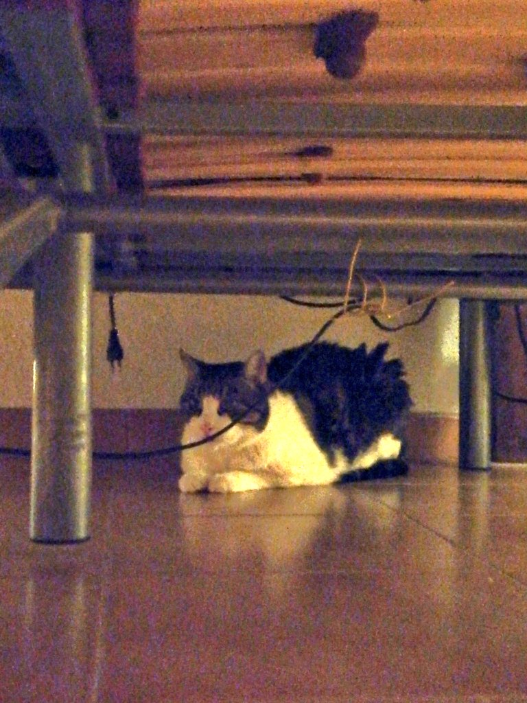 culodedeannano's tweet photo. Chicxs necesito ayuda urgente, por favor, os pido difusión.

Mi abuelo está en una situación bastante mala y mis tíos han decidido llevarlo a una residencia. Su amado gato se queda sin dueño...y ellos han decidido sacrificarlo o dejarlo en la calle.

Por favor necesita adopción. https://t.co/cHHG4oUz8w