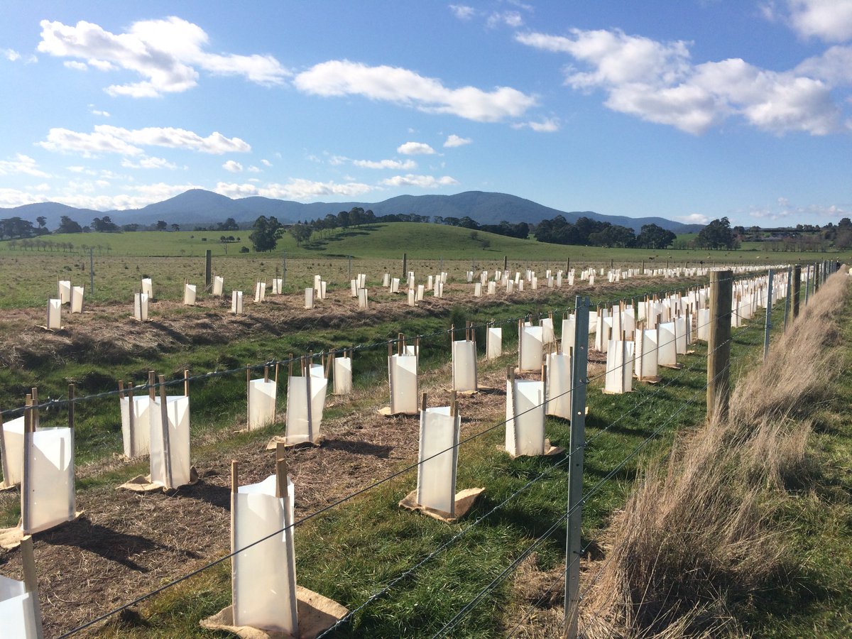 SarahJaneLayton's tweet photo. Are you in Melbourne and interested in tree planting today Sat 1/9 in Warburton? If yes, please send me a message asap 0450 959 414 so I can book you and send you more info. Plants provided. BBQ lunch provided :-) https://t.co/GSdDaKS0eF