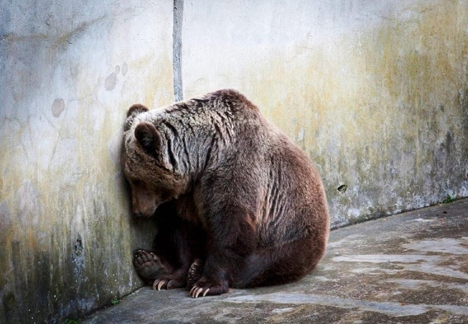 laurentbaheux's tweet image. Les zoos ne m’inspirent pas un sentiment d’émerveillement et d’admiration mais un sentiment de #solitude et de profond #chagrin. J’entends des enfants rire des animaux. Pas le doux rire d’enfant mais le rire moqueur de la cour d’école, le rire de la malchance de l’autre. #prison