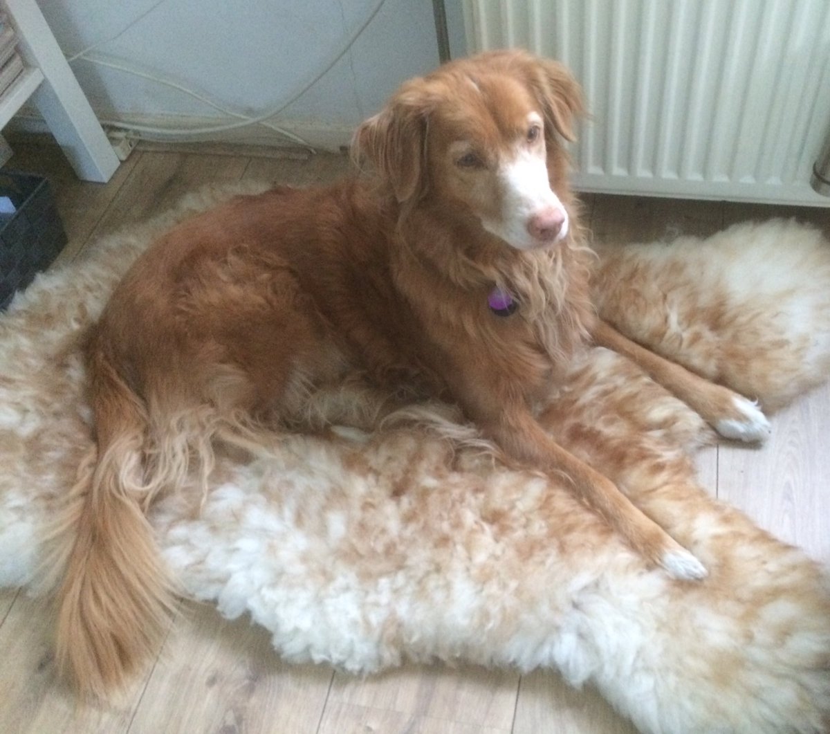 JeannetWendel's tweet photo. Zie dit verwende ding blij zijn met haar nieuwe schapenvacht. 😍 #mijnhond #toller #weekendrust https://t.co/opWkaQ7lIr