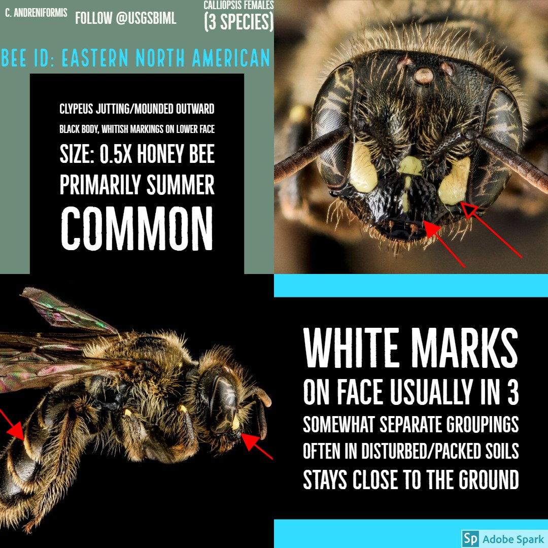 moltenblue's tweet photo. The next in the KNOW YOUR WILD BEES CAMPAIGN.  Calliopsis are often specialists...the most common (C. andreniformis) loves things like hard packed playgrounds.  You have it at your house almost for sure.  Want more of them? Dig a whole or pile up dirt and they will move in. https://t.co/ROcYczZPFk