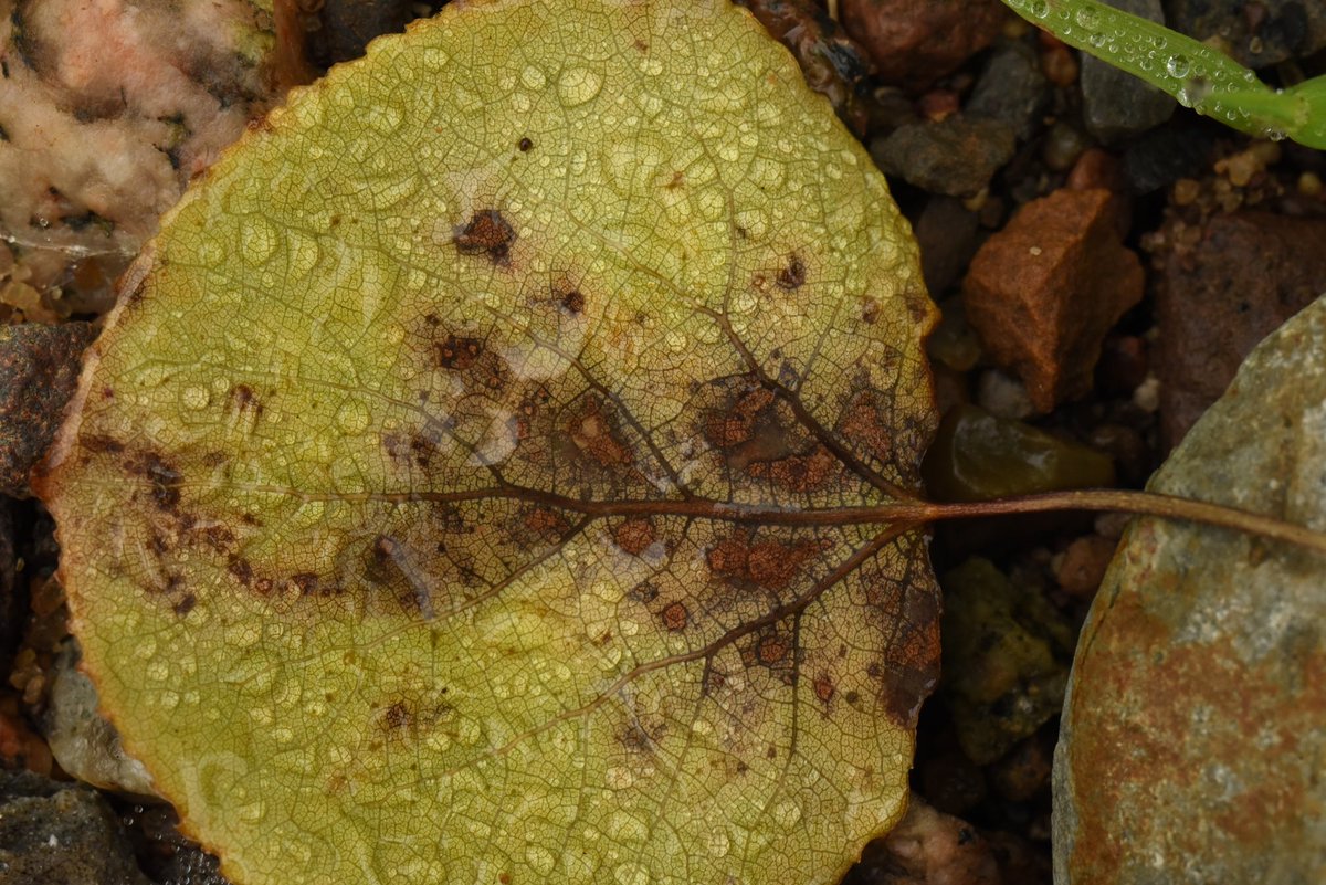 Pudgy Viking (@ben_on_the_moon) on Twitter photo 