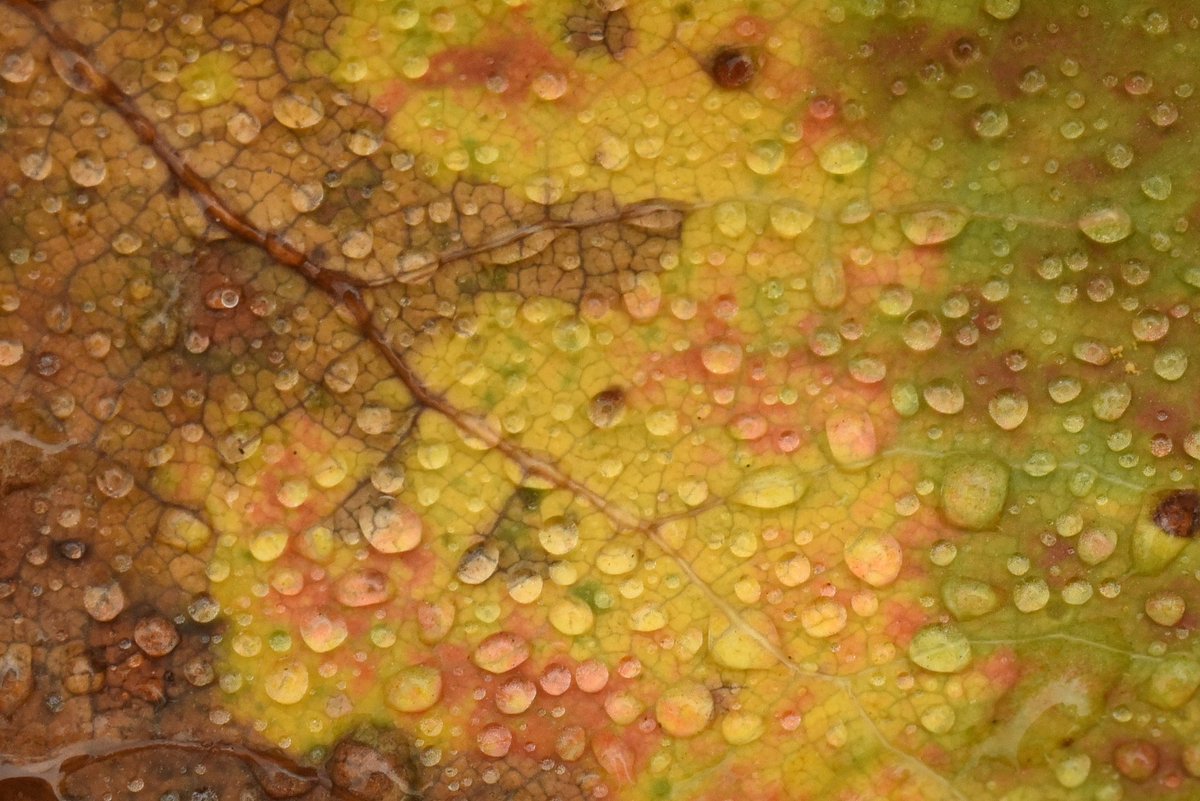 Pudgy Viking (@ben_on_the_moon) on Twitter photo 