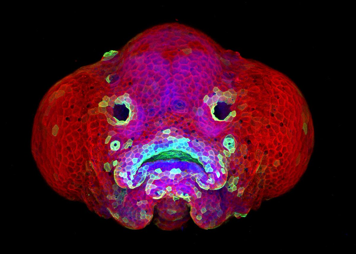NIH's tweet photo. We hope you enjoyed learning about NIGMS this week! Continue to follow us @NIGMS, @NIGMSgenes, @NIGMSTraining & @NIHdpc for the latest on #BasicResearch, #ResearchTraining & #ResearchCapacity. Visit our website: https://t.co/G6LenTCjl0 #ThisIsNIH #ThisIsNIGMS. Up next: @NIMHgov! https://t.co/xtfcFf6WuE