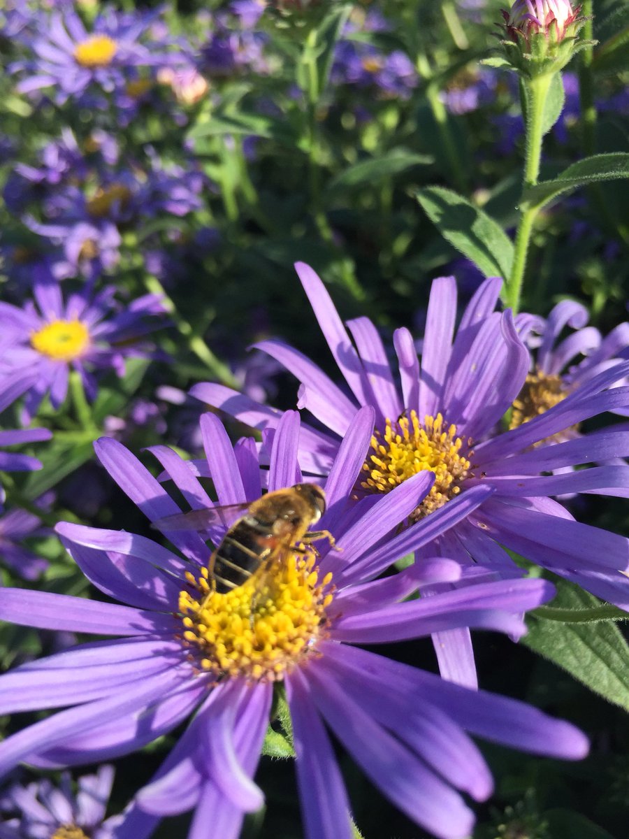 MyGardenCoachUK's tweet photo. The simply perfect late summer afternoon @fordeabbey #bloomtastic #buzz https://t.co/4wxjXtRjHL