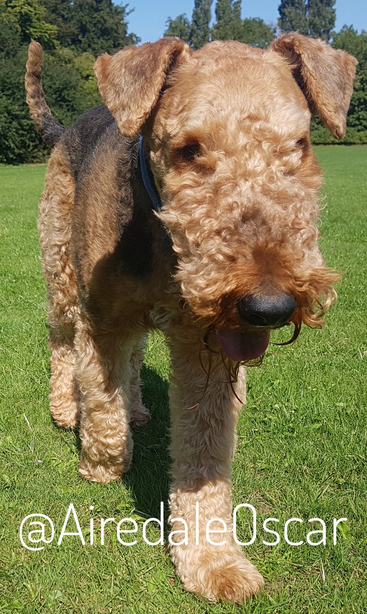 airedale vets