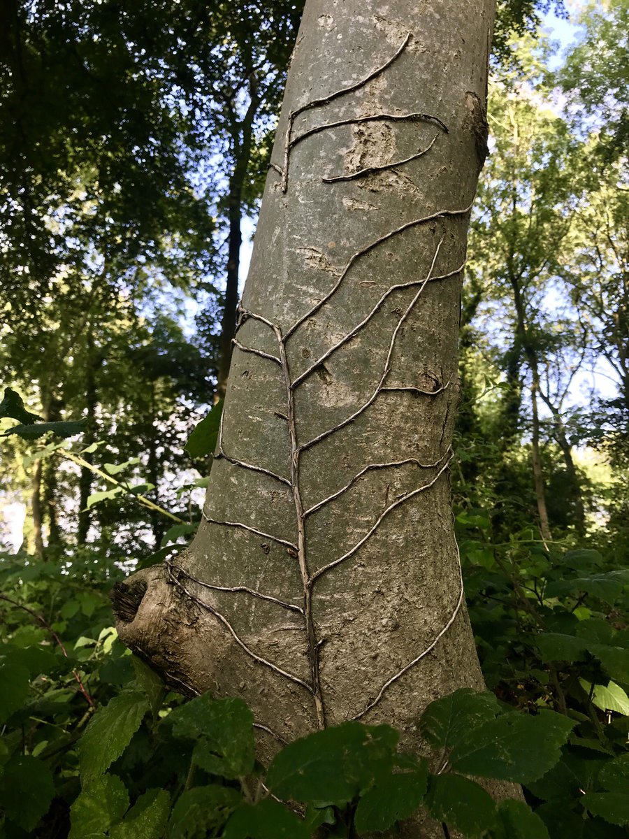 SazMills's tweet photo. Beautiful afternoon walk through the woods... generating more white blood cells boosting my immune system @daviddomoney #GetOutSide #FridayFeeling #redtailbumblebee @WoodlandTrust @NatureUK @Team4Nature https://t.co/ehxsyeALaU