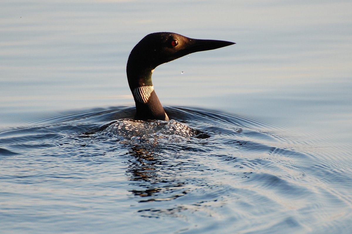 FishWildlifeON's tweet photo. Have you ever wondered why loons have red eyes? The red is caused by a pigment in the retina that filters light which allows them to see when they dive under water!
#FridayFact https://t.co/GChMHP05RN