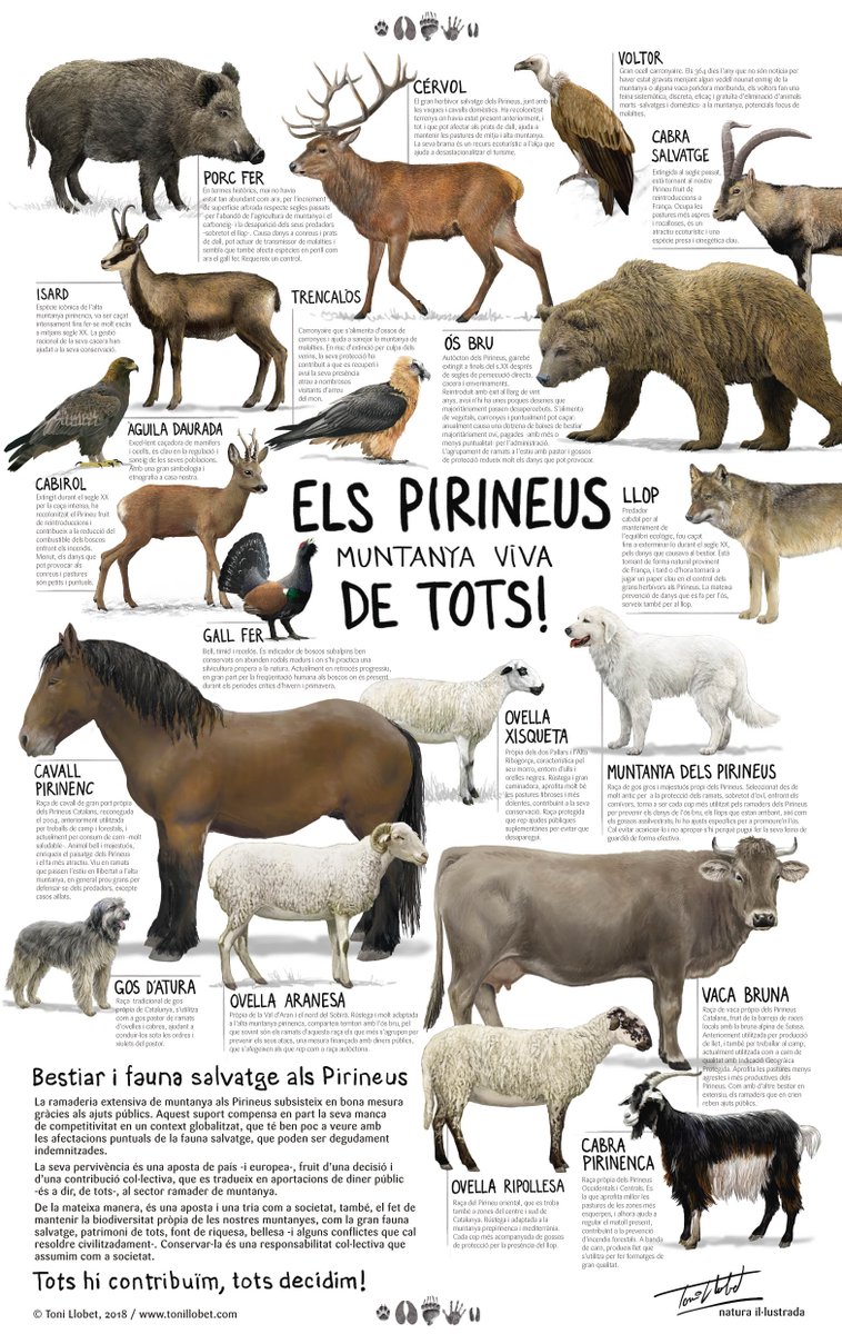 Una mica de natura il·lustrada per compensar certa brama pirinenca...