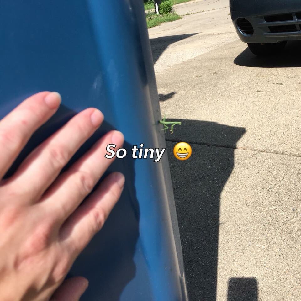 mskassycollins's tweet image. #tinynature is amazing 😁💛.. part 1