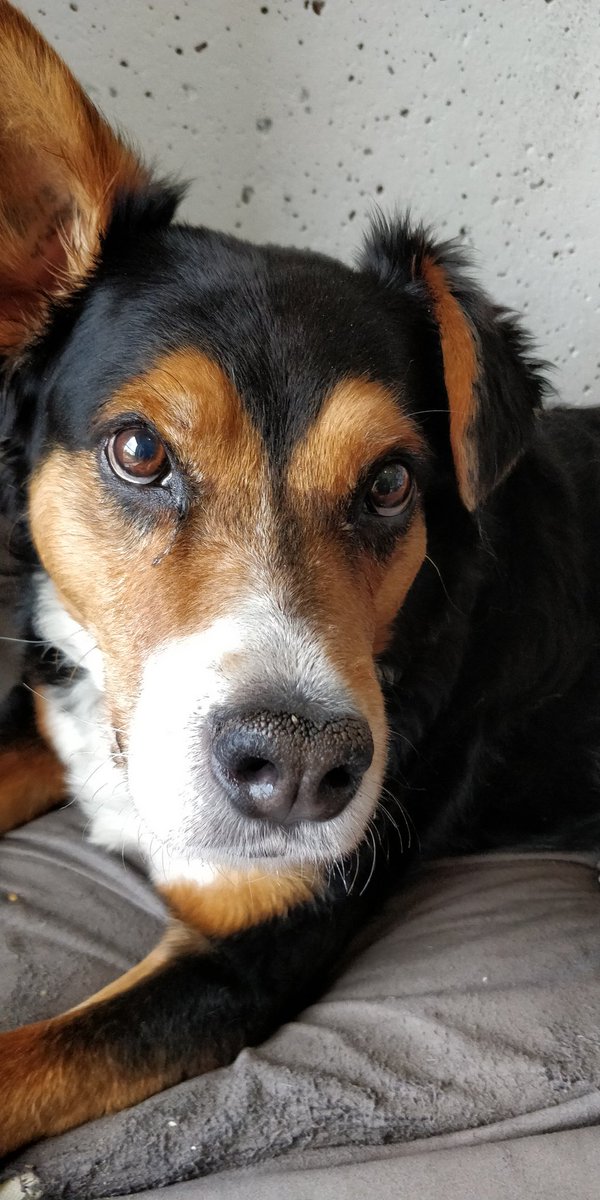 SamuelPatrikChu's tweet photo. Stopped by the @Premiere_Talent office to say hi to my favourite 4-legged agent and drop off some treats! Yes the number of treats I give him determines how many auditions I get... #Jasper #HesMyBestFriendCauseIBribeHim https://t.co/h4RyIyKbvp