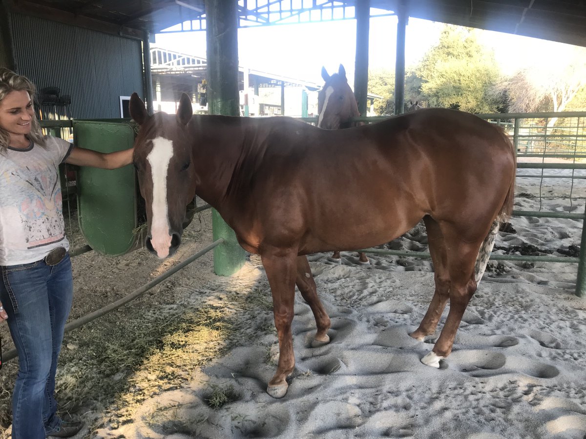 Jennifer Nicholson (@riatajennifer) on Twitter photo 