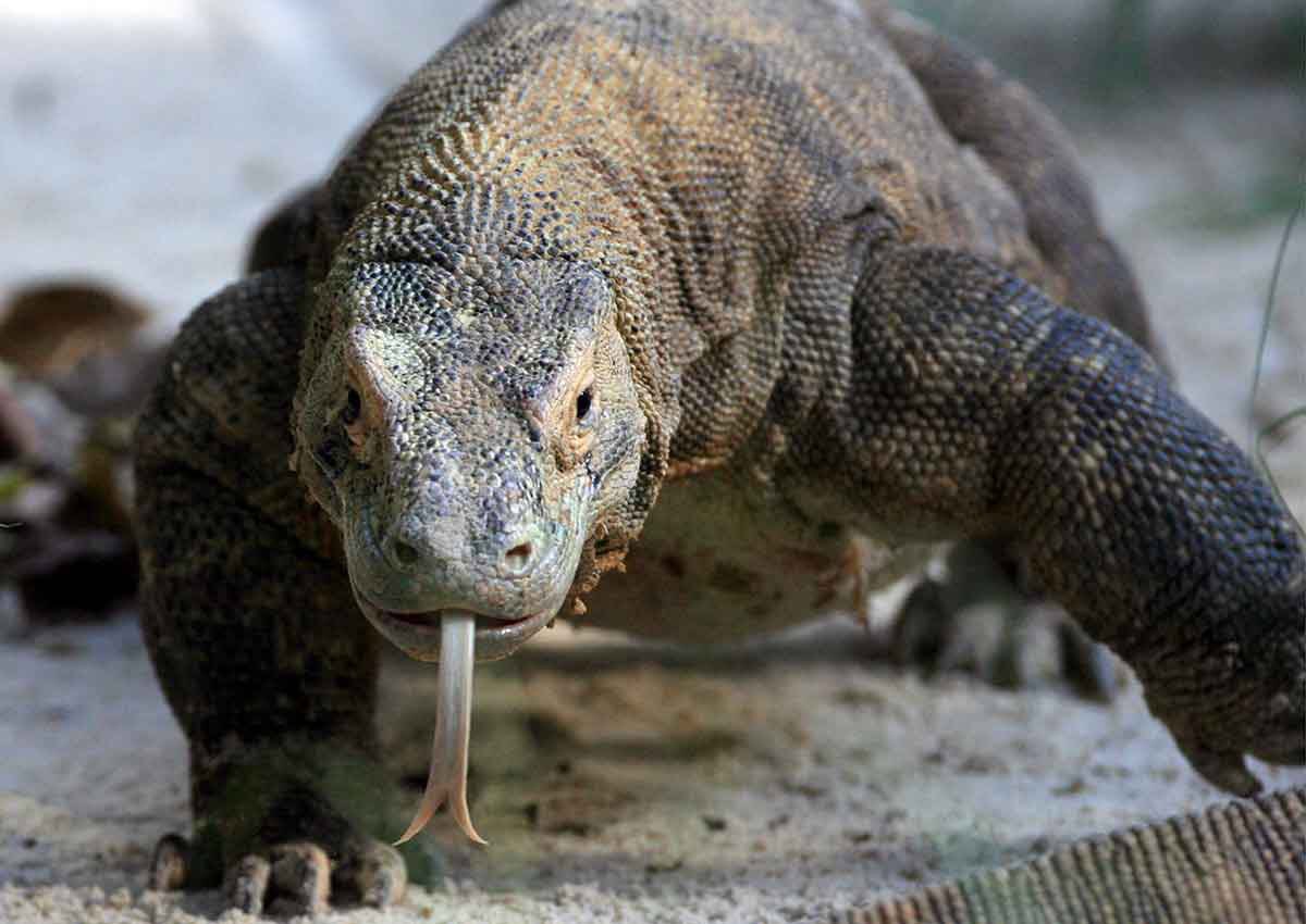sshbintdlover's tweet photo. @blakeshelton here's a real life godzilla for ya.
#ShowBlakeALizard https://t.co/gFO7mUFf6P
