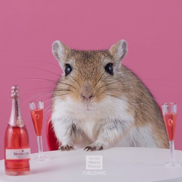 GerbMeetsMouse's tweet photo. Friday night.... #datenight? - Mocha #gerbil #dollhouse #miniatures #rodent #rodentsofinstagram #gerbilsofinstagram #gerbilsofinsta #rement #dollshouse #winenight #wine #pet #petsofinstagram https://t.co/CA063I5Hyd https://t.co/5OVfJNIVMI