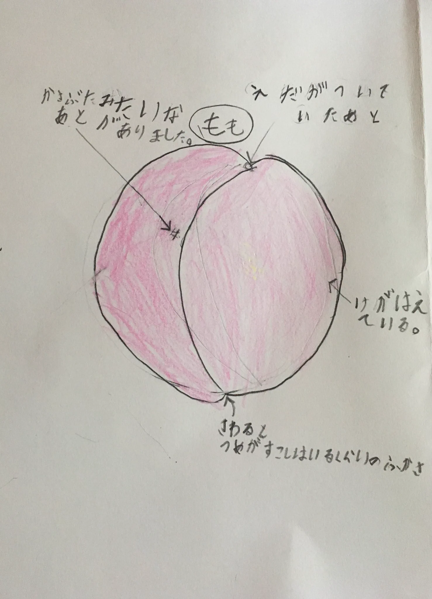「もものわれめのひみつ」って！？とある少年の自由研究が可愛すぎるww