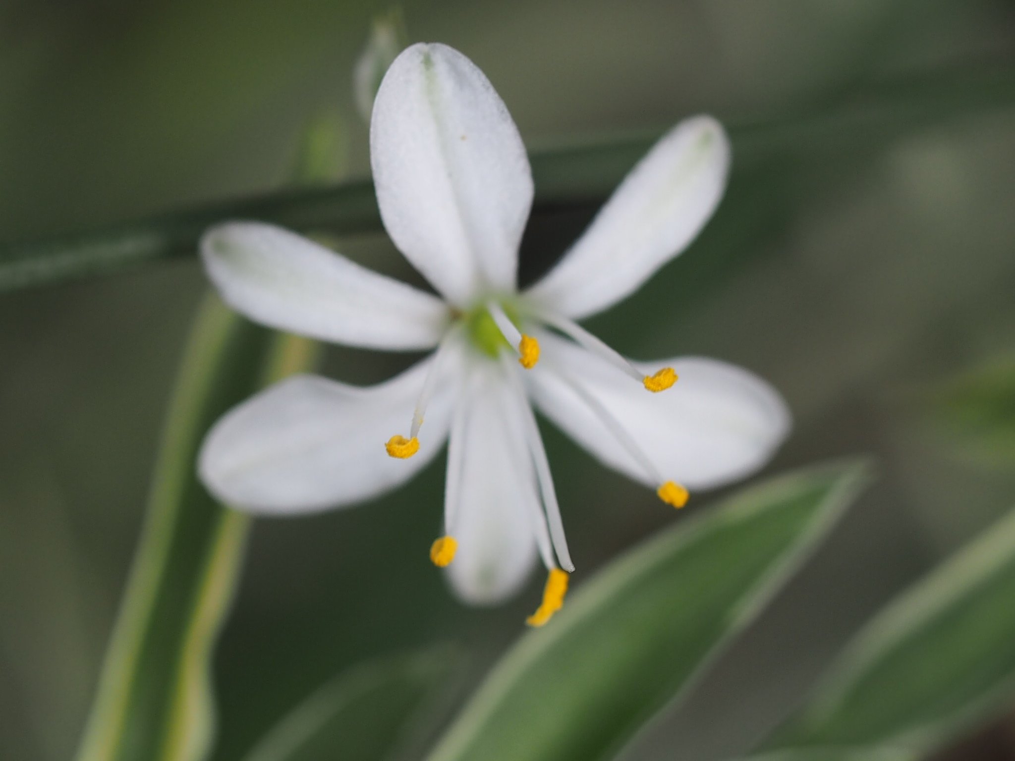 オリズルラン Twitter Search Twitter