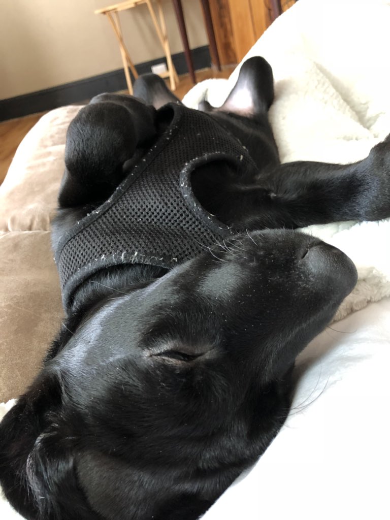 drhine77's tweet photo. He sleepy https://t.co/V6tEGgnTOV
