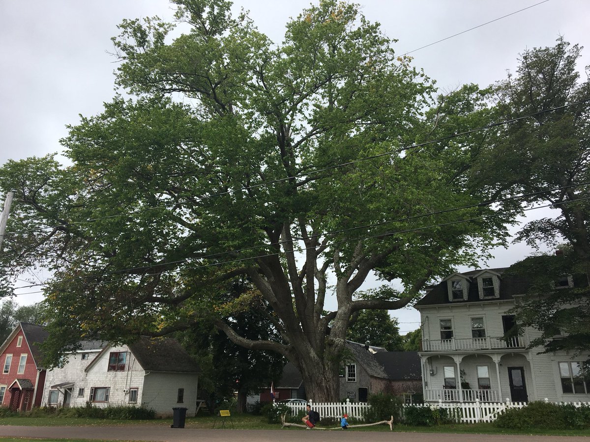 #PEI is the best. There’s a competition for biggest tree and this is the winner. #Boralia