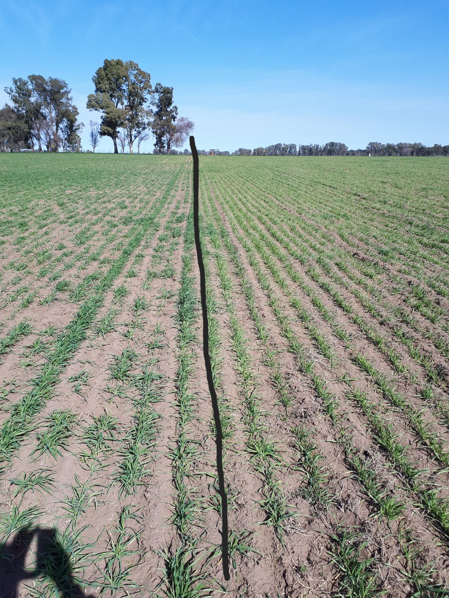 DRServAgro's tweet photo. Les cuento. Los que usan imagnes de IV para fertilizacion  ¡ojo!.La primera imagen es de un IV de sentinel. Esta realzada para que se vea mejor. Se puede ver la franja con mayor IV. La siguiente imagen es a campo zona derecha es la que aparece con mayor IV https://t.co/XIIJW18jhK