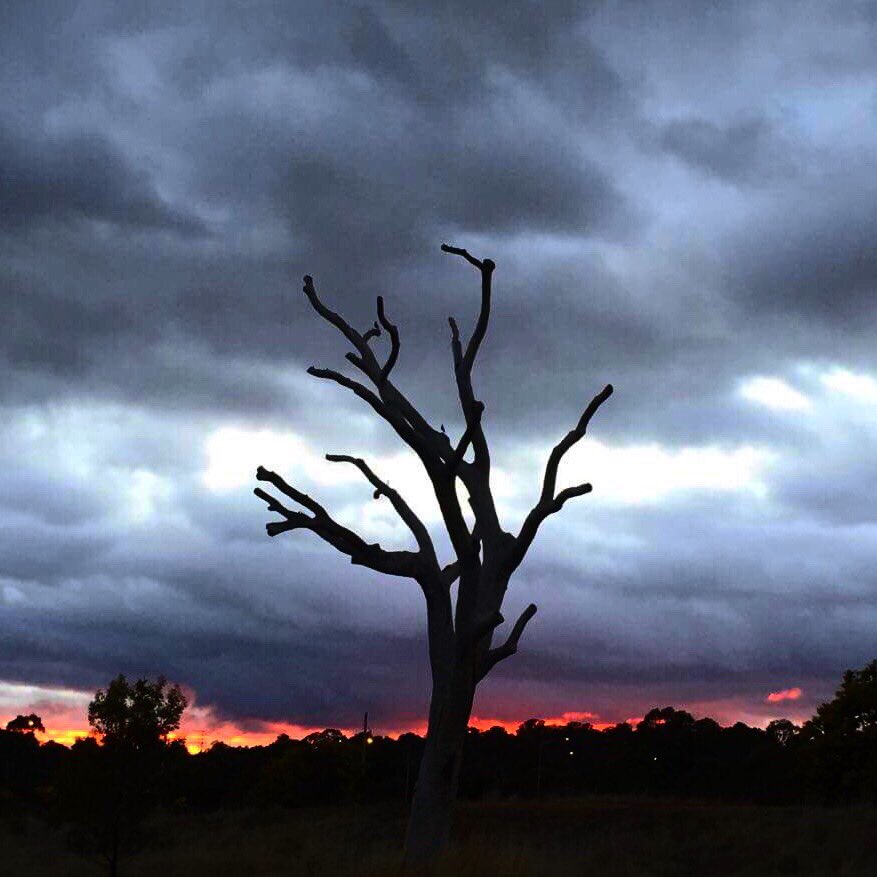 Rickard_Scott's tweet photo. Welcome to the weekend everyone 😊 We still have lingering rain clouds so let’s hope they continue to do their job! Sadly we were out too early to see the galahs although black wallabies were in abundance 😍 #sunrise #nature #Canberra #activeCanberra #CBR https://t.co/K96AvnUnt1