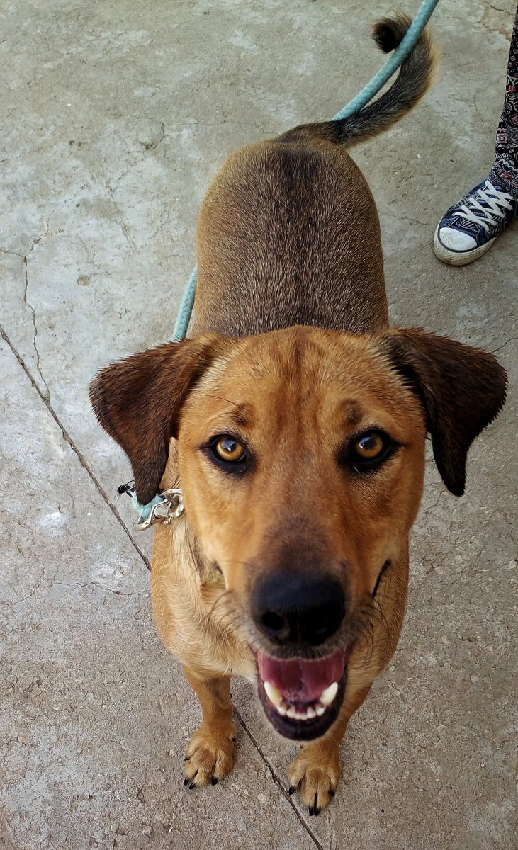 PueblaAnimal's tweet photo. TOMÁS

❤ 2 años
❤ X Labrador
❤ Esterilizado

Tomás es un perro muy cariñoso y activo. Le encanta correr. Tiene un carácter complicado con otros perros, por lo que buscamos una familia sin más mascotas. Si estas interesad@ en Tomás, contacta con nosotros pueblaanimal@gmail.com https://t.co/kwqkHpseXW