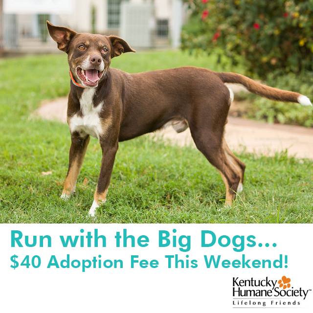 ky humane society adoptable dogs