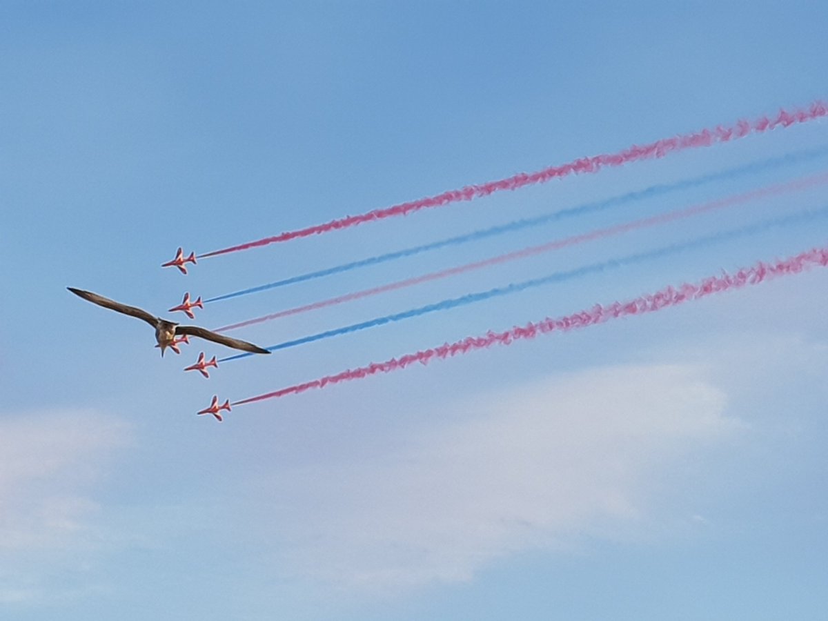 suziepoole's tweet photo. #RedArrows photobombed by a seagull! 
#bournemouthairshow #bournemouthairfestival #Bournemouth #flying https://t.co/1hrbWHZX6W