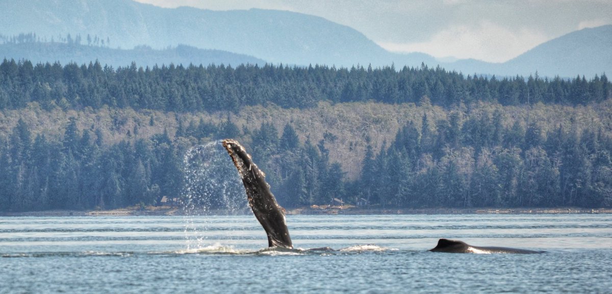 thekristinjarv's tweet photo. Right place right time - nothing short of magestic. #humpbacks #sutilchannel #hernandoisland #jarviiroadtrip @hellobc #whalereport https://t.co/cBTUVVd7AV