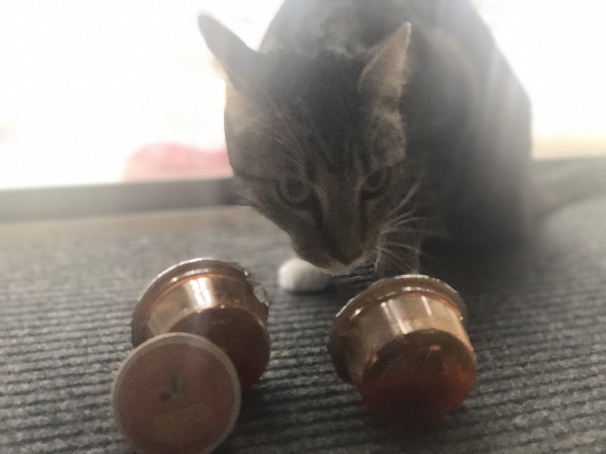 JasonBigfoot's tweet photo. Uh oh! Rufus the Talking Cat is after my @BudsChicken sauce AGAIN! Scram Kitty, this is my delicious sauce! #TalkingCat #BestChickenInTown #ILoveBuds #FelineSauceStealer #Ad #Sauce #Weekend https://t.co/LBmWlFpRAa