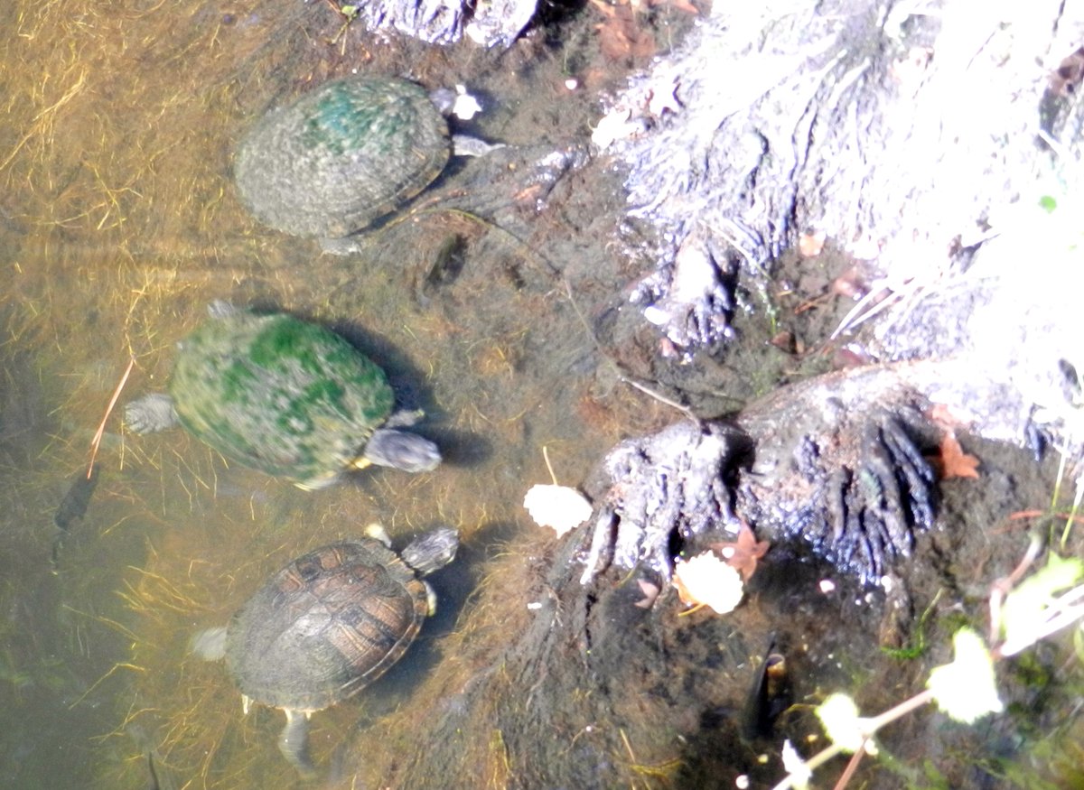 neocurio1's tweet photo. fRIDAY @ tHE sWIMMING hOLE #turtles #waterturtles #florida #wildlife #neocurio #ebayseller #ebay #artatak #etsy #etsyseller https://t.co/VVkGvRnvsY