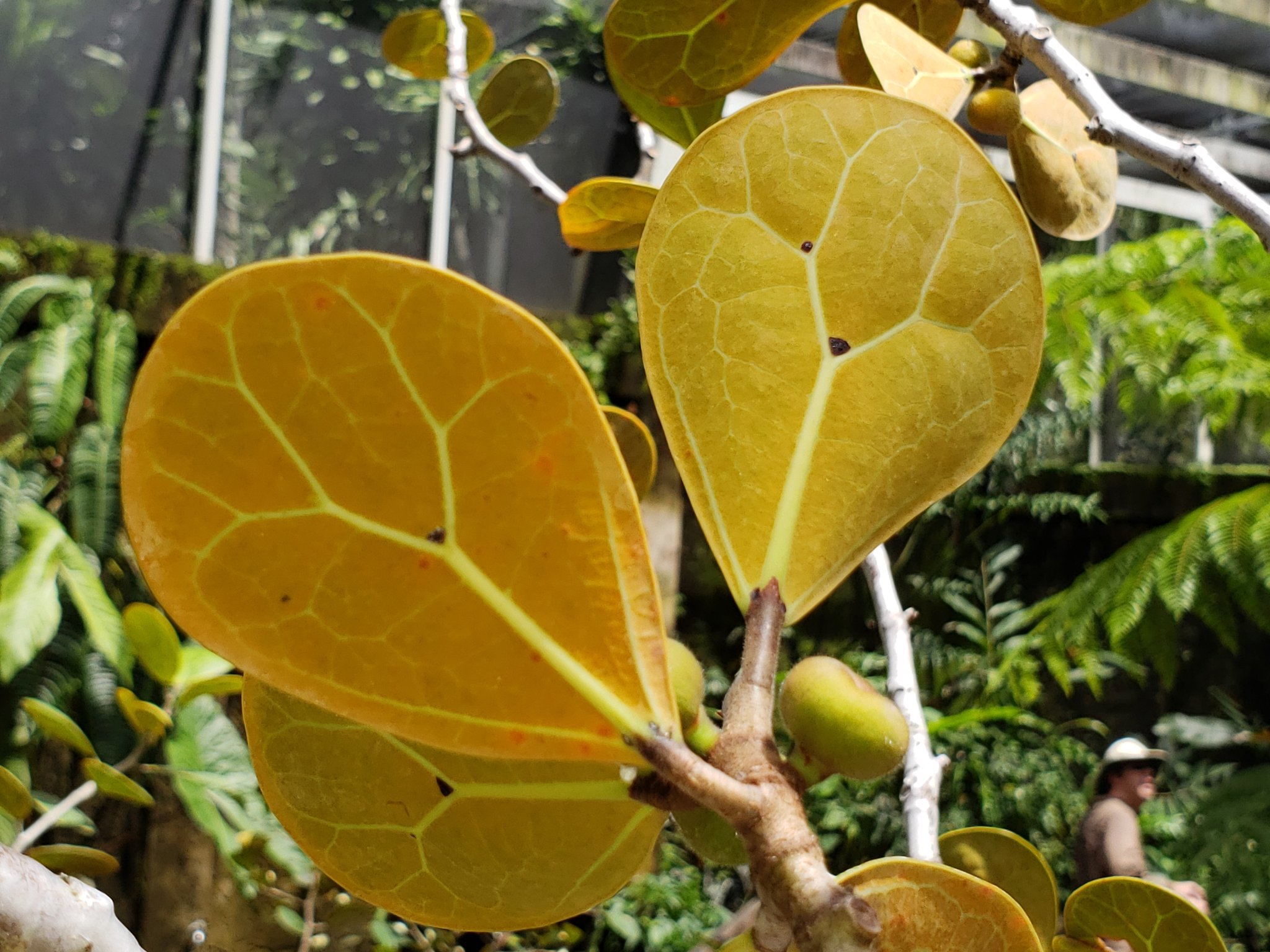 Ficus deltoidea Golden leaves
