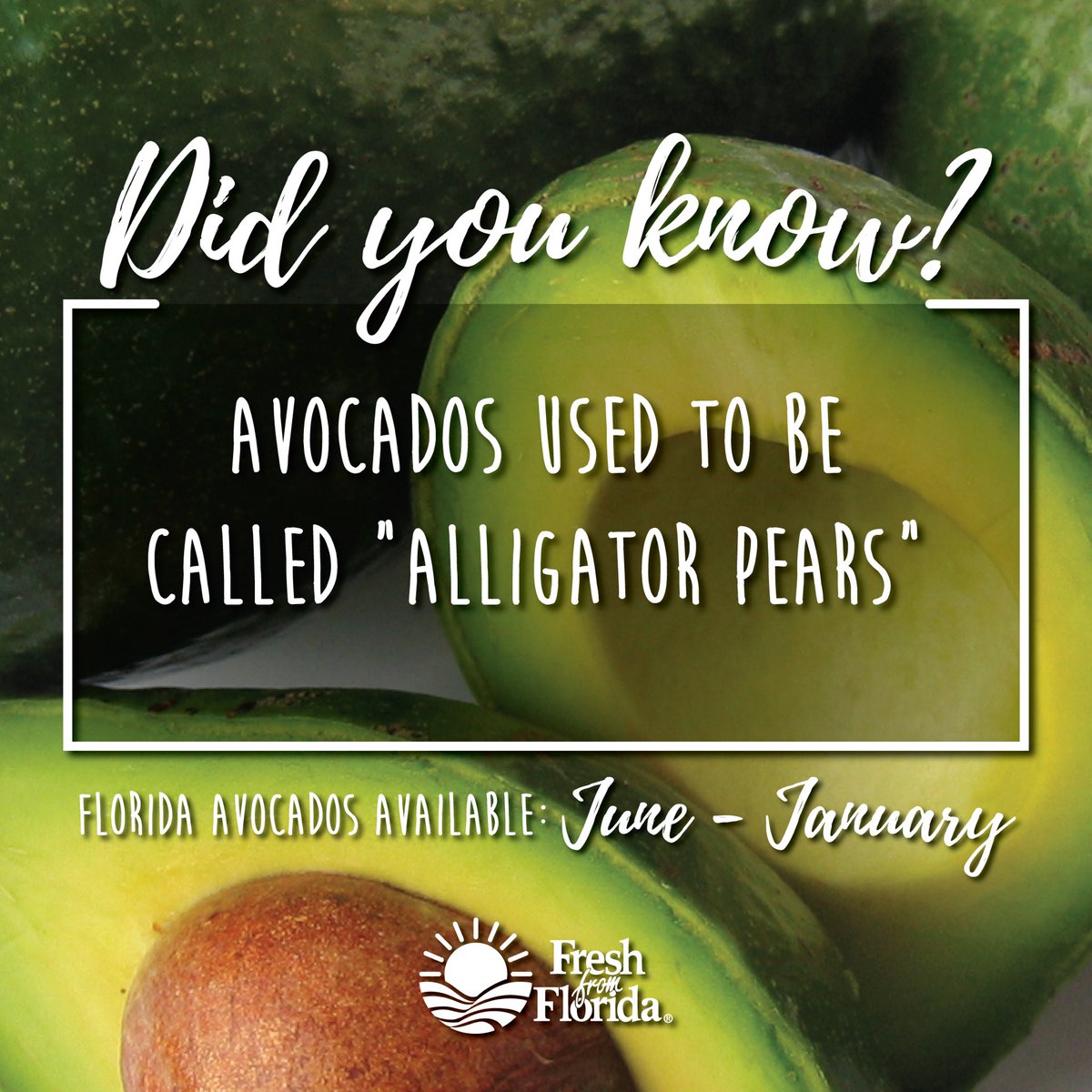 freshfromFL's tweet photo. Florida avocados are creamy and delicious… but they weren't always known as avocados; they used to be called "Alligator Pears" before the 1700s! #FreshFact https://t.co/tiaDZwgB6J
