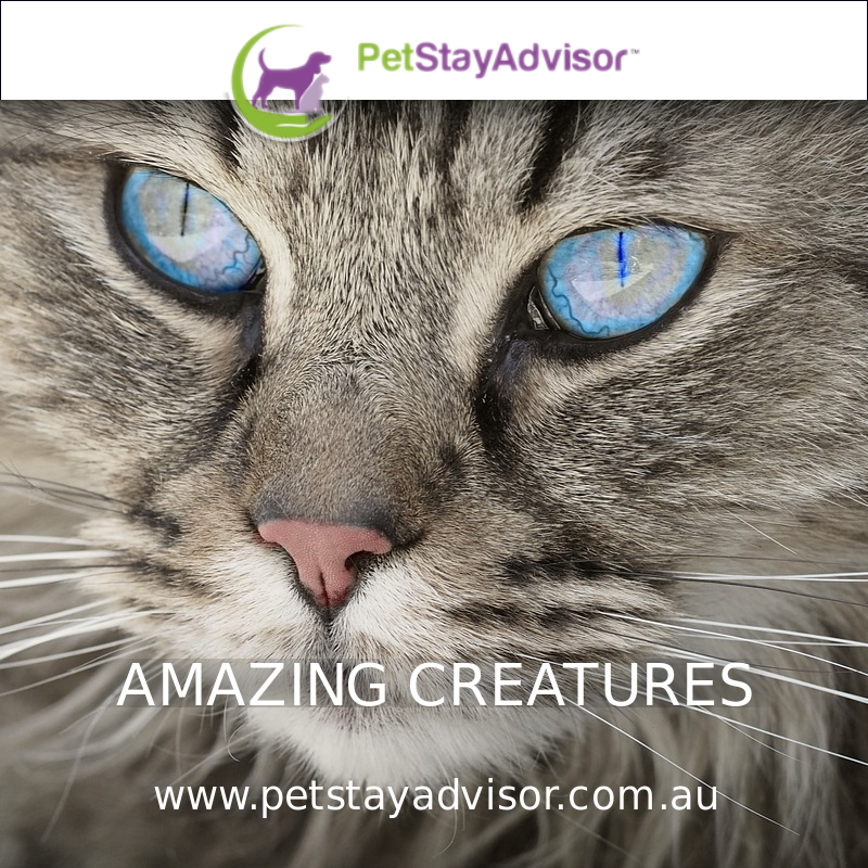 we <3 #caturdaycuties, who is yours? #cats #kitties